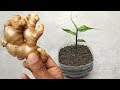Grow ginger at home | Grow from cuttings