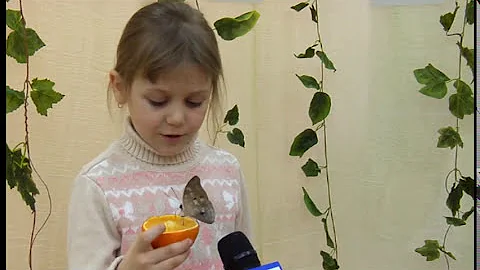 Сколько живут бабочки?