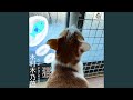 猫 (オリジナル・カラオケ)
