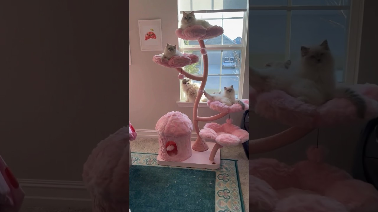 Unboxing the VIRAL pink cat tree 👀 
