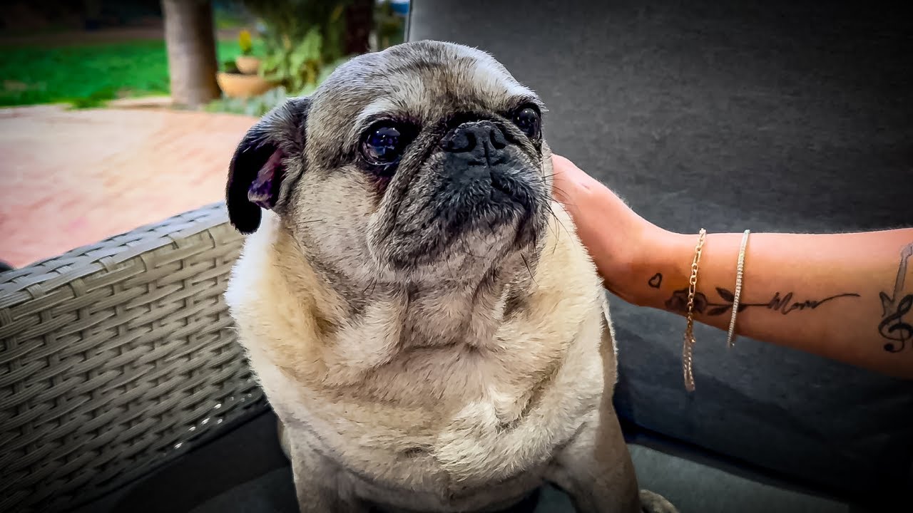 12 Year Old Pug In Human Years
