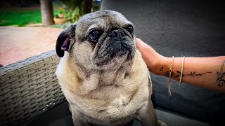 The Cutest 12 Year Old Pug On Youtube