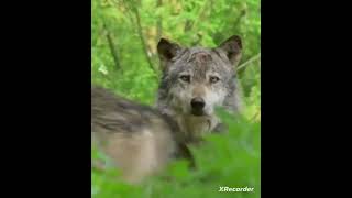 WOLF GAME | Um filhote de lobo Vs. O lobo adulto 🐺 #wolfgame #shorts