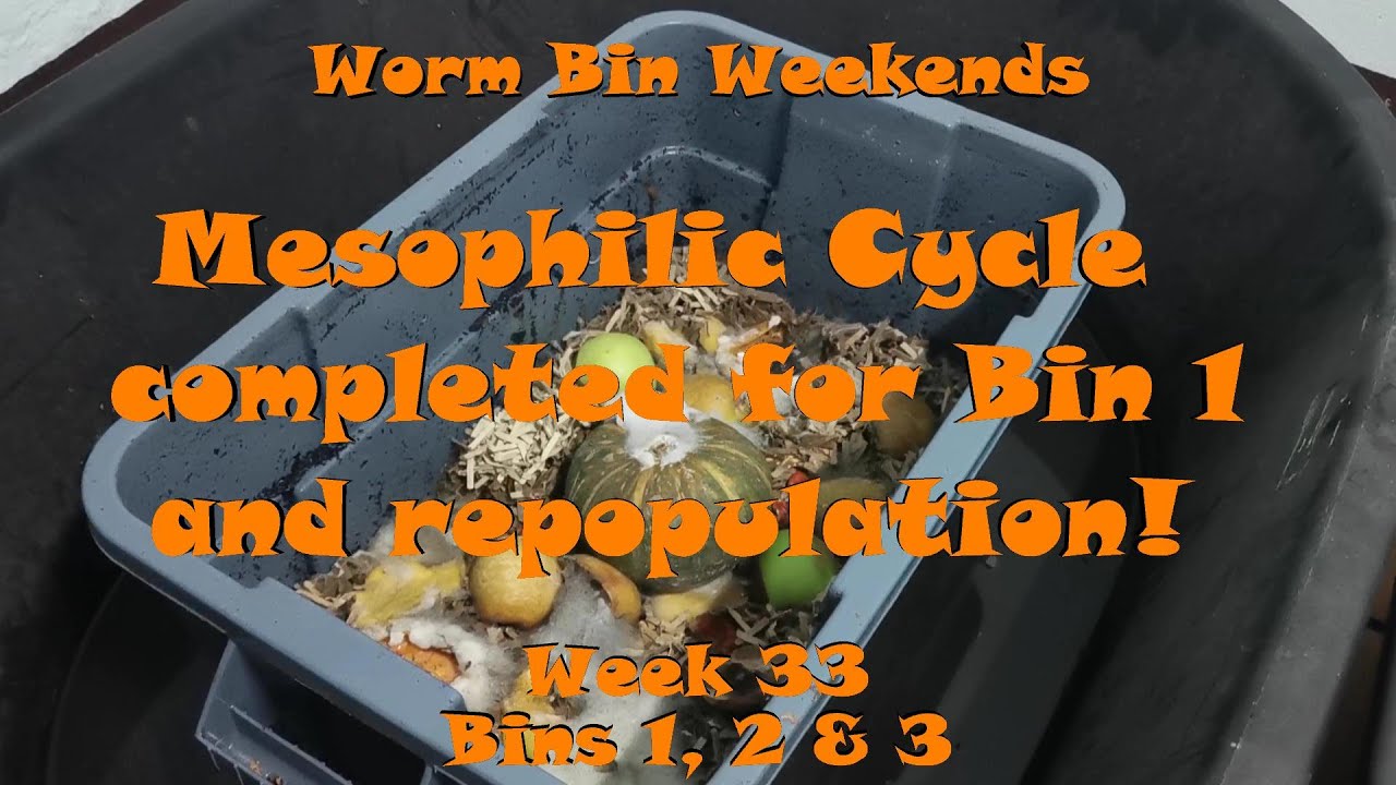 Worm Bin Weekends! Week 33 Bins 1, 2 & 3 Mesophilic Cycle completed