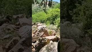 Outra Imagem Bizarra Registrada Por Um Patrulha.11122022