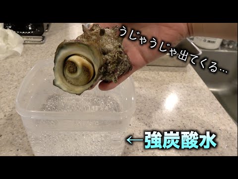 強炭酸水に警戒状態のサザエを入れると。。。