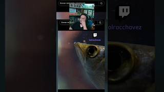 El Pez Arquero Es De Otro Mundo