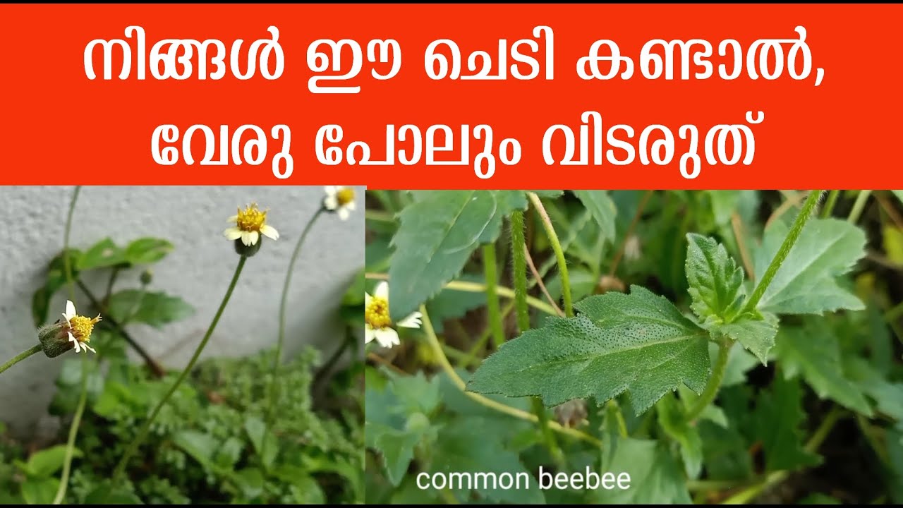Tridax procumbens (with english subtitle ) odiyan pacha