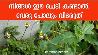Tridax Probens With English Suble Odiyan Pacha