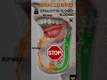 Why You Can't Breathe and Swallow at Same Time" ⭐ #shorts