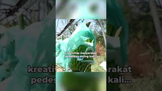 Teknologi Sederhana Hasil Maksimal, Cara Unik Petani Bawa Pisang Hasil Panen