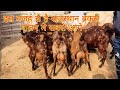 इस वजह से है राजस्थान बकरी पालन मेे सबसे आगे MLB Goat Farm Pushkar Ajmer Rajasthan