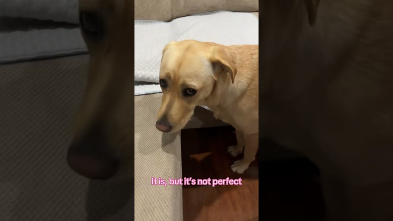 Вежливая собака просится в комнату отдыха