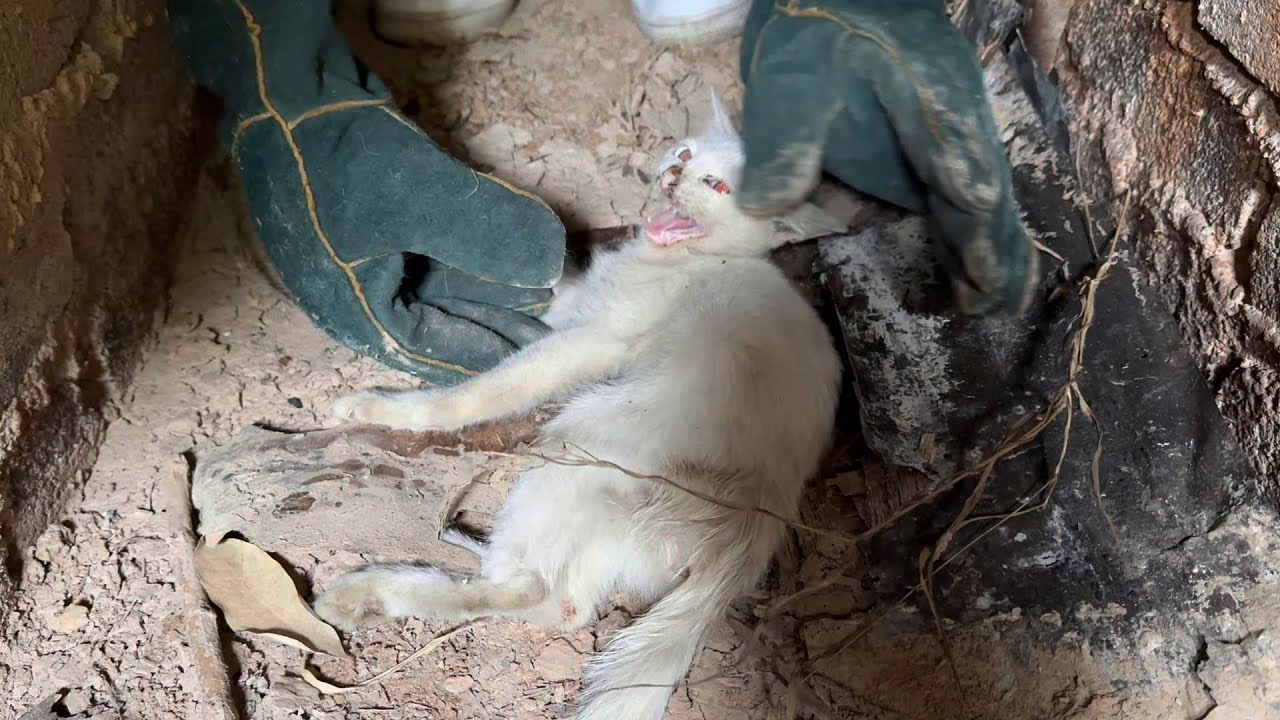 Rescue a cat with a broken leg that fell into a sewer in a deserted place
