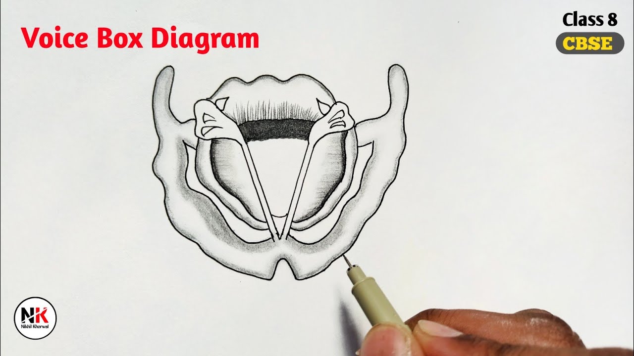 Voice Box Diagram How To Draw Voice Box Easily Step By Step For Voice Box Diagram How To Draw Voice Box Easily Step By Step For