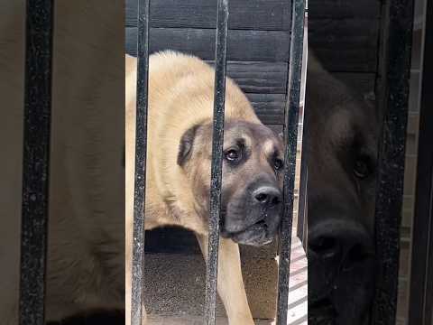 🔥🔥🔥 #kangaldog #dogs #köpek #kangal #dogshorts #doglover #doglife #dogvideos #dog #dogfight #pitbull