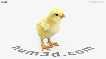 Chick 3D model by 3DModels.org