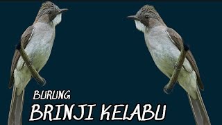 MASTERAN BURUNG BRINJI KELABU GACOR-UNTUK ISIAN-PANCINGAN