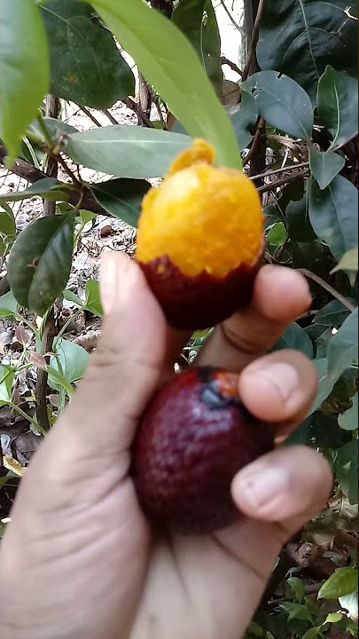 #shorts Buriti o fruto da saúde do coração