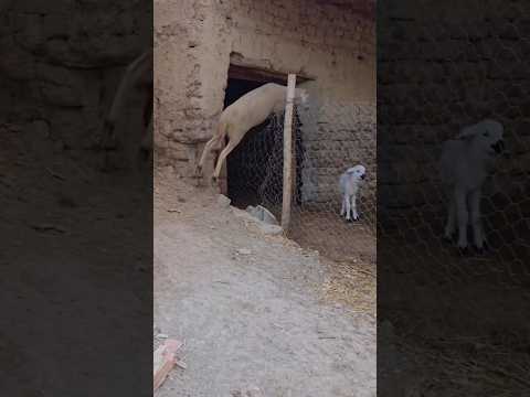 الخروفة منين عرفت راسها ما داخلاش فالقائمة صيفطات ليهم الإشارة من الجو