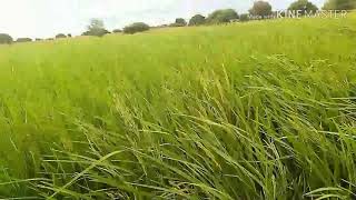 Msimu wa kulinda ndege kwenye MPUNGA..........  MPUNGA/BONDE LA USANGU.