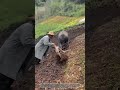 Before Tractors: Traditional Land Preparation in the Lush Highlandsl