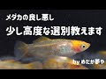 【メダカ飼育】三色透明鱗ヒカリ、複合芸の選別、静止画も使って詳しく解説します