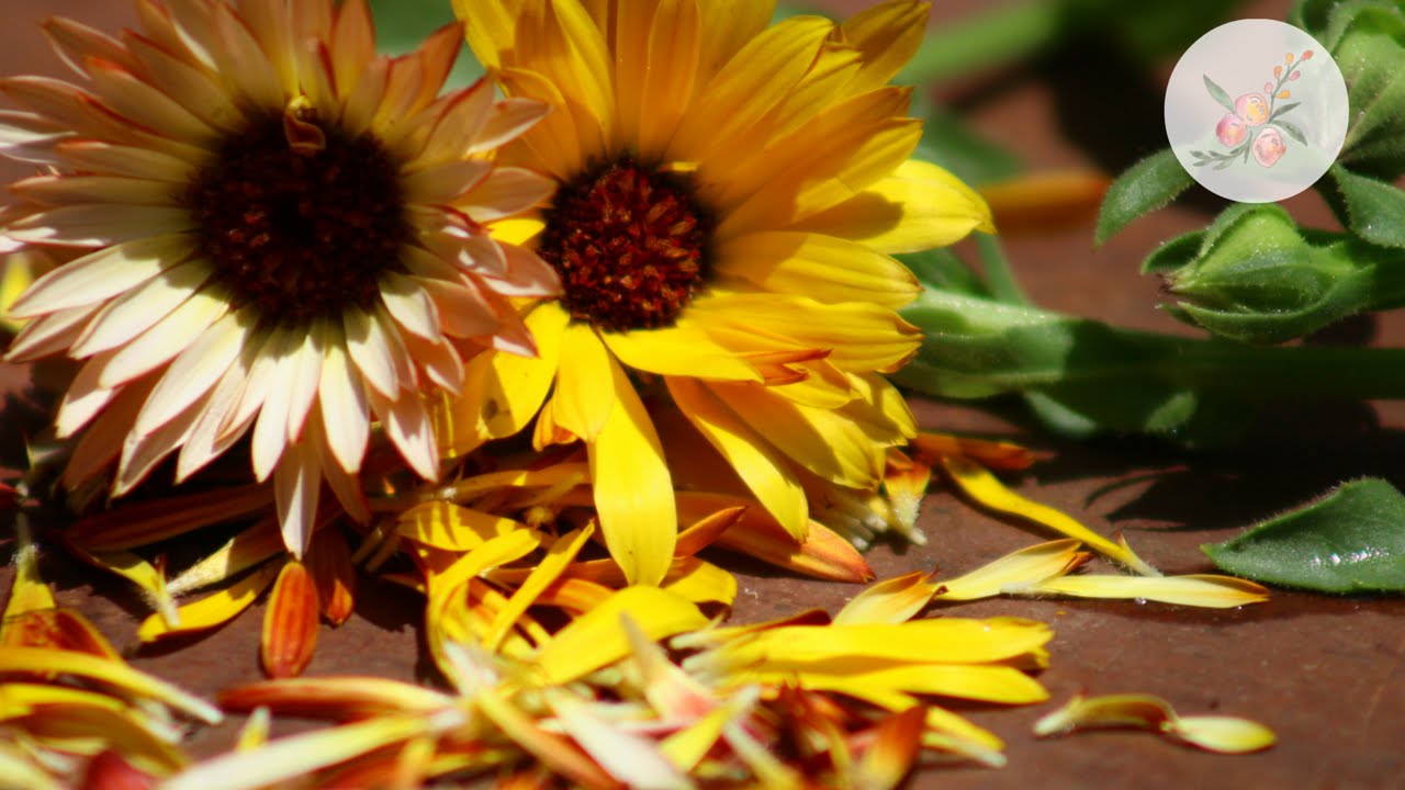 How to Plant, Grow, and Harvest Calendula Herb - Harvest to Table