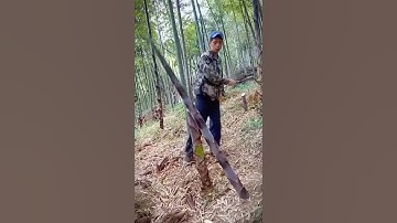 cut down bamboo trees in one fell swoop #shorts