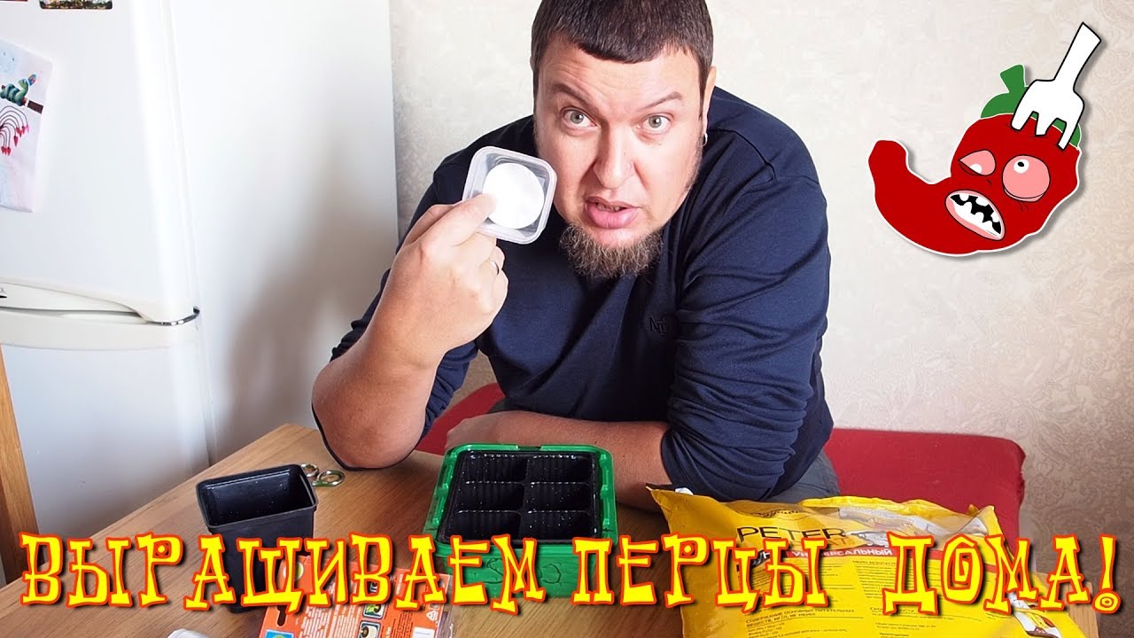 Как вырастить перец чили дома? Сажаем хабанеро в ноябре!