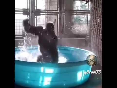 القرد الخوثان