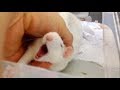 2016.9.13 甘える可愛いファンシーラット／my cute rat girl