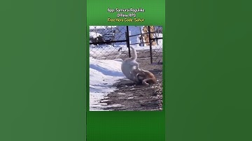 Cats Duke It Out In The Snow