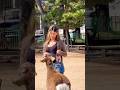 外国人観光客がシカにお米のビスケットを与えている。🦌♥️ #deerpark #zoo #八重垣神社祇園祭 #narapark