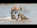 Crocodile Attacks Both Gazelle And Impala In The Wild