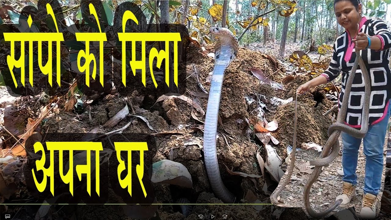 snake in the city girl name सांपो को मिला अपना घर| Snakes found their home in the| Kamal Choudhary 9755695959 and 9098099964