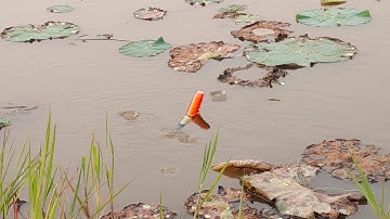 Câu Cá Rô Đồng , Cái Rọc Sen Ruộng Lúa Cá Nhiều Quá Thả Xuống Là Ăn Liền