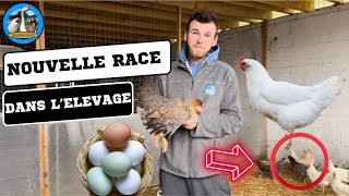 NOUVELLE RACE DE POULE DANS L’ÉLEVAGE