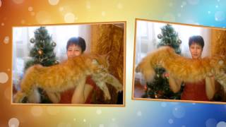 Мой любимый рыжий кот. Песня про рыжего кота. Слайд-шоу Мой любимый рыжий кот. Песня про рыжего кота. Слайд-шоу