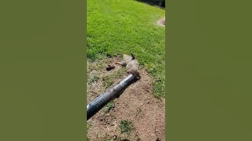 GOPHER HAWK