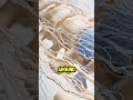 Why is the spinal wave the fastest way to reverse aging?