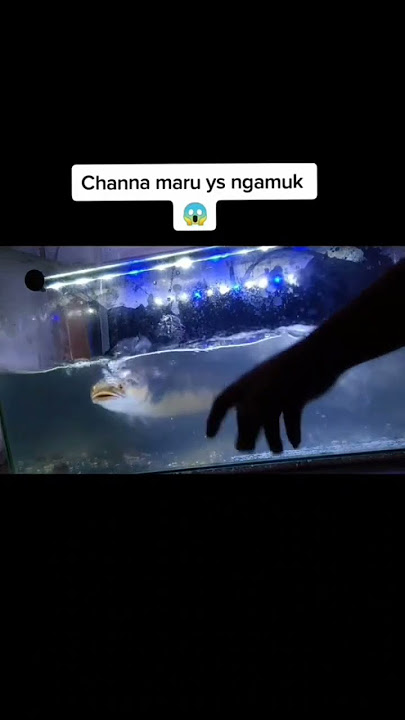 Channa Maru Jumbo Ngamuk