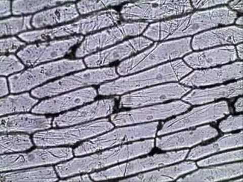 onion epidermal cells under microscope