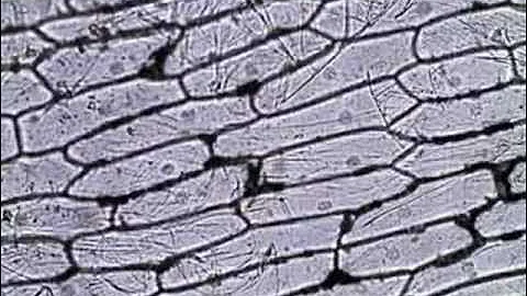 Onion Skin Epidermal Cells: How to Prepare a Wet Mount Microscope Slide
