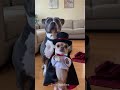 Chihuahua said : notice me #dog #funny #pets #funnydogs #chihuahua #dogvideo #shortsfeed
