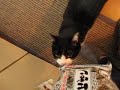 煮干しにつられてくる猫