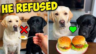 The Internet's Most Heartwarming Animal Videos This Month #pets #viralvideo #wholesome