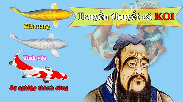 Ý nghĩa, truyền thuyết về Cá  Koi Cảnh mà ít ai biết đến. The meaning of koi fish