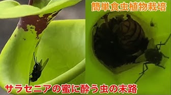 サラセニアの育て方と管理 Youtube