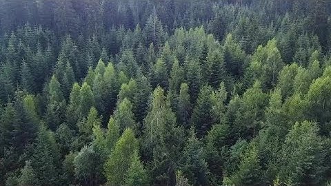 Aerial Shot Of Pine Forest  Stock Video
